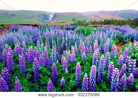 Incredible landscape with lupine flowers field and famous Skogafoss waterfall on background. Iceland, Europe