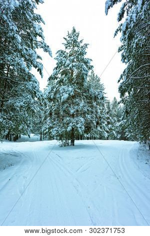 Whitened Fir Trees with Fresh Snow, Lovely Winter Scenery, Majestic White Spruces Glowing by Sunlight, Wintry Scene, Winter Snow-Covered Trees in the Ural Mountains, Winter Landscape