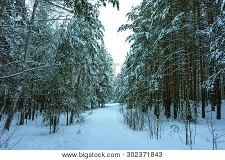 Whitened Fir Trees with Fresh Snow, Lovely Winter Scenery, Majestic White Spruces Glowing by Sunlight, Wintry Scene, Winter Snow-Covered Trees in the Ural Mountains, Winter Landscape
