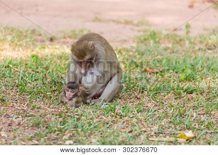 Mother Monkey Finding Louse And Cootie For Baby Monkey