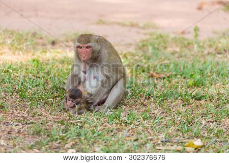 Mother Monkey Finding Louse And Cootie For Baby Monkey On The Grass