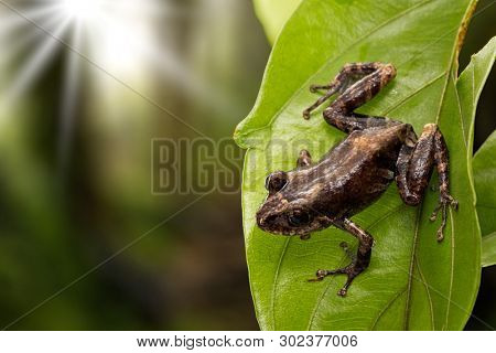 Pristimantis frog an exotic amphibian from the tropical Amazon rain forest in Colombia.