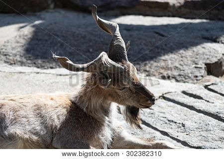 Markhor, Also Known As The Screw Horn Goat Capra Falconeri Portrait Close-up At The Moscow Zoo