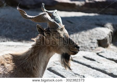Markhor, Also Known As The Screw Horn Goat Capra Falconeri Portrait Close-up At The Moscow Zoo