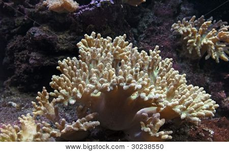 Corail