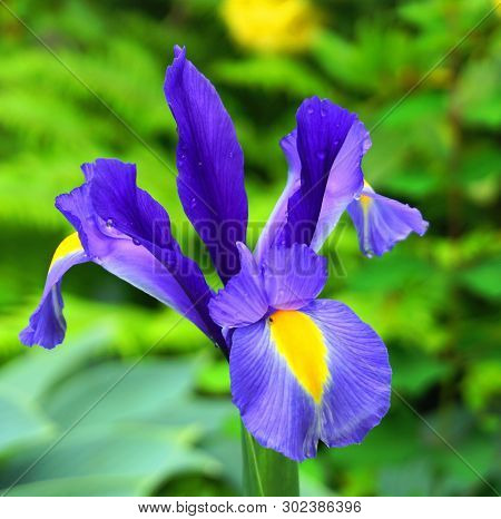 Bright And Showy Blue Iris Latifolia Flower Close Up. English Iris King Of The Blues.
