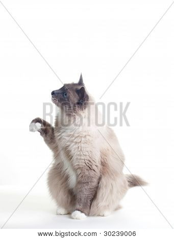 Ragdoll Katzen-Serie