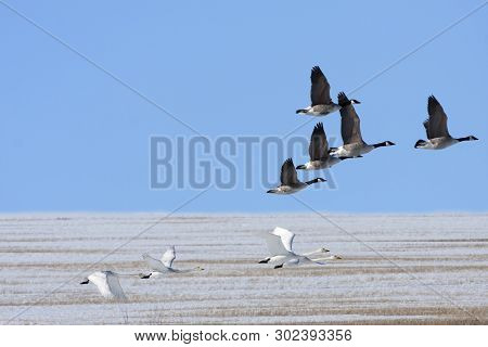 Canadian Goose And Whooper Swan In Migration Above A Snowy Plain. Bright Sunshine And Blue Sky.