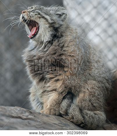 Pallas Cat (otocolobus Manul). Manul Is Living In The Grasslands And Montane Steppes Of Central Asia