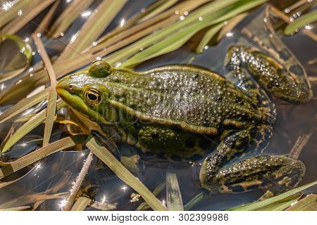 Green Frog In Shallow Water And Reeds