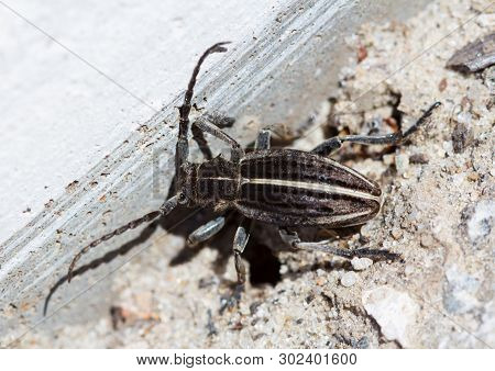 Macro. Beetle Dorcadion Holosericeum Near The Hole In Their Natural Habitat