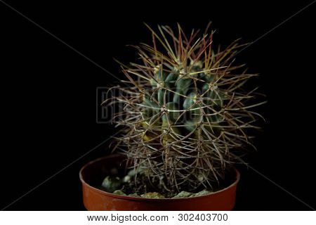 Closeup Of A Green Cactus Ferocactus Emoryi Covered With Sharp Needles On A Dark Background.