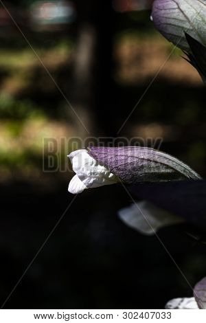 Acanthus Mollis Bud With A Dark Background