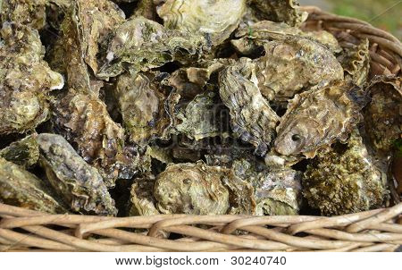 Cesta ou ostras cruas