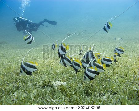 School Of Bannerfish Swimming Over The Sea Grass With Clear Blue Sea And Silhouette Of A Diver In Th