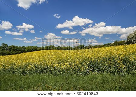 Cultivated Yellow Colorful Raps Field In Germany