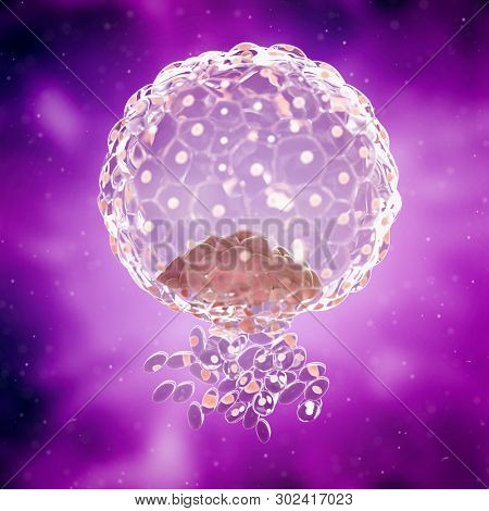 3d rendered medically accurate illustration of a blastocyst