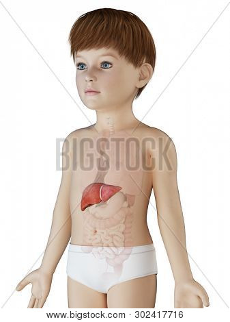 3d rendered medically accurate illustration of a boys liver