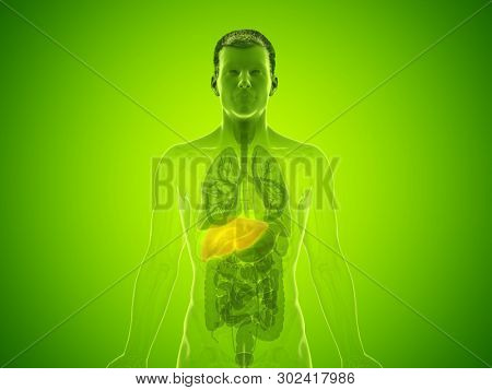 3d rendered medically accurate illustration of a mans liver