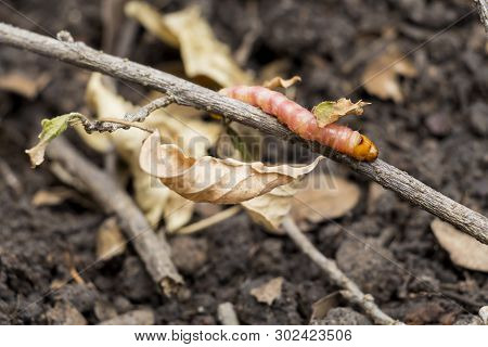 Red Zeuzera Coffeae Or Moths Stem Borer Destroy Tree, It Is Dangerous Insect Pests With Plant Diseas