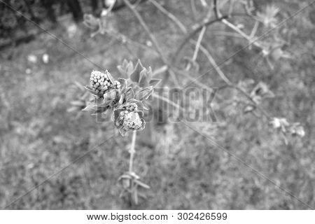 Young Lilac Close Up In Black And White. Natural Texture Asbackground.
