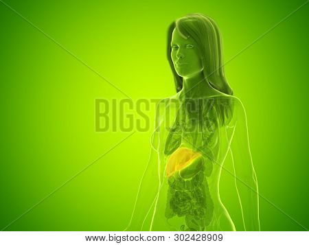 3d rendered medically accurate illustration of a womans liver