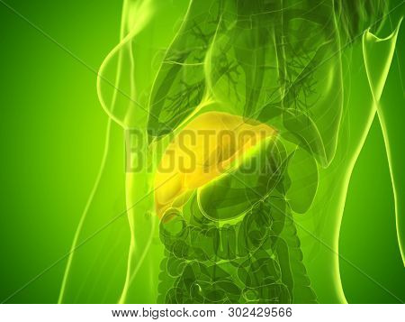 3d rendered medically accurate illustration of a womans liver