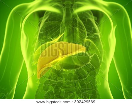3d rendered medically accurate illustration of a womans liver