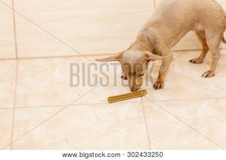 Little Dog Pinscher Ratter Prazsky Krysarik Eating Treat Food From Tiled Floor. Animals Training Con