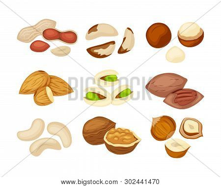 Set Of Different Kindof Nuts Almond, Walnut, Kashew, Pecan, Peanut, Pistachio, Macadamia, Brazil Nut