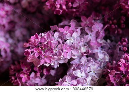 Lilac Flowers - Syringa Vulgaris, Beautiful Violet - Pink Blossoms Flower Plant. Purple Eurasian Shr