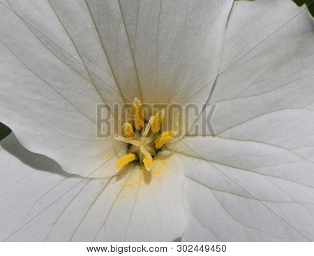 Very Close-up Of White Trillium Plant The Official Flower Of Ohio And Ontario