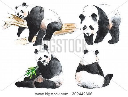 Watercolor Black And White Four Pandas Drawing