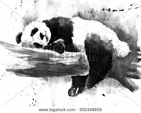 Watercolor Black And White Panda On A Tree Drawing