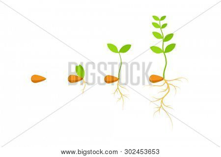Process seed growing. Clipart image isolated on white background