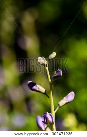False Indigo Flower Buds Prepare To Bloom Against A Green, Bokeh Background.