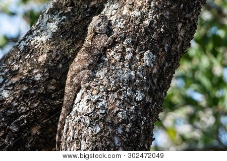 A Female Tree Agama Camouflaged On A Tree Branch, South Africa.