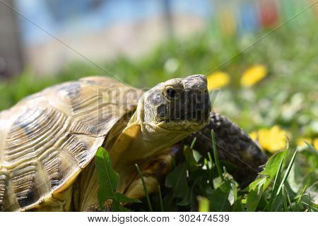 Small Medium Asian Land Turtle In The Grass In The Yard Near The House. Walk In The Air. Turtle Clos