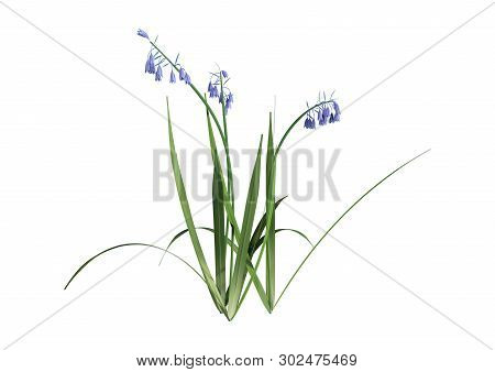3D Rendering Bluebell Flowers On White