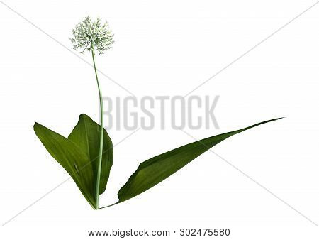 3D Rendering Wild Garlic Plant On White