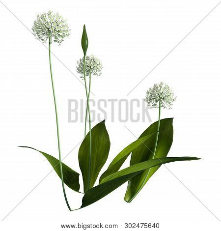 3D Rendering Wild Garlic Plant On White