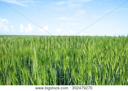 Green Field Of Young Wheat Sprouts, To The Horrizon