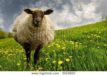 Pecora In un campo bello