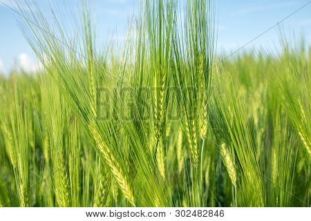 Green Field Of Young Wheat Sprouts, Close-up View