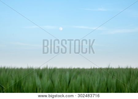 Green Field Of Young Wheat Sprouts, Moon On The Blue Sky