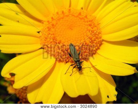 Insekt på blomst
