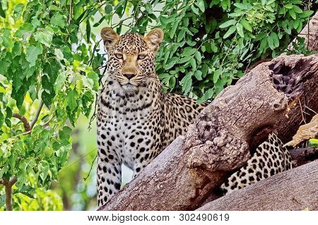 Far Eastern Leopard, Or Amur Leopard (lat. Panthera Pardus Orientalis). Closeup, Portrait. Currently