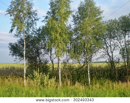 Trees And Meadow On A Sunny Day. Birch Forest. Green Summer Background.