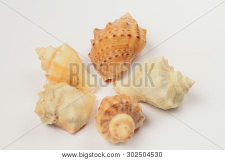 Seashells Five Pieces Of The Same Type Rapan, Bright Colors, High Contrast, White Background.