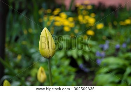 Yellow Tulip Bud In The Garden. Tulip On A Background Of Grass And Other Flowers.